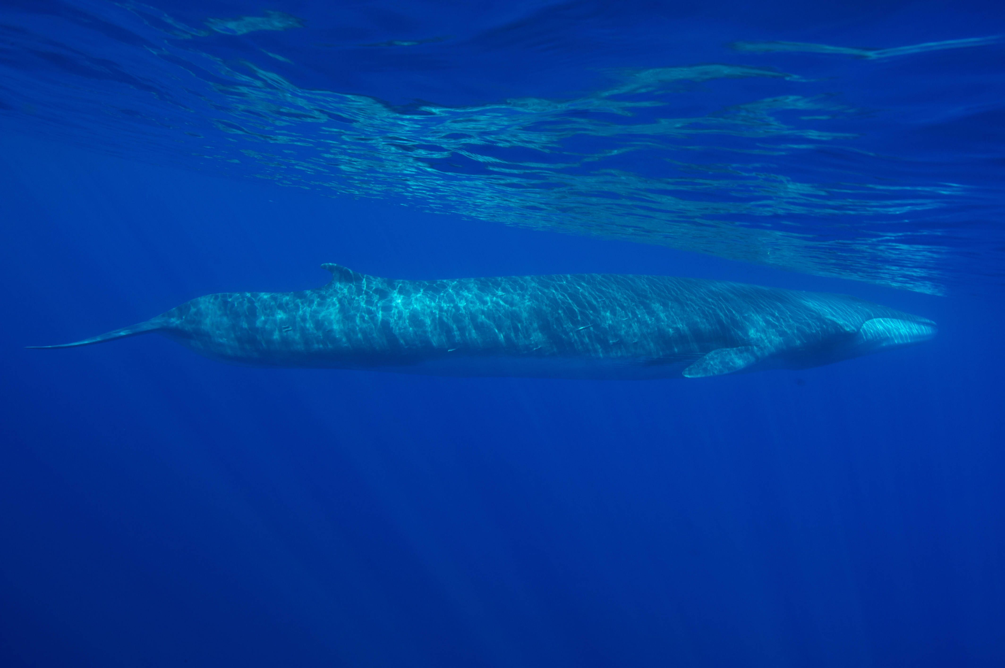 En Méditerranée, l'agonie d'une baleine blessée par l'Homme a provoqué